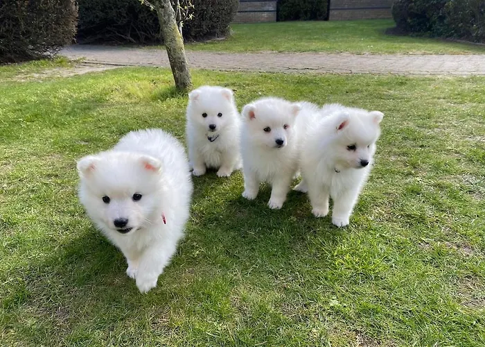 شقة Red Da Oura البوفيرا